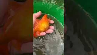 SAUVETAGE CARPE KOI 😬