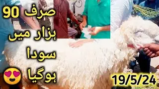 Sirf 90K Mein Dumba Ka Behtareen Soda | Best Deal Ever! Cheap Bakra Mandi in Korangi Update