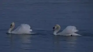 Чудо...Вальс лебедей на Боденском озере. Германия.