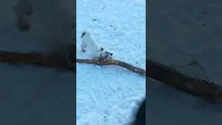 джек рассел против немецкой овчарки  #джекрасселтеррьер
