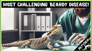 The Most Challenging Bearded Dragon Disease!