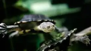 Weird Turtle Video I Took at the Zoo