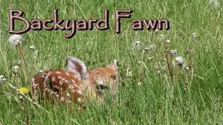 Backyard Fawn