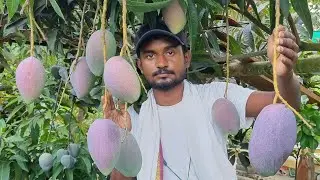 King of Chakapat Mango Farming | Aam ki kheti |#Mango_Farming| King of mango | #Mango_nursery #viral