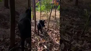 Neighbor's Dog Kills Ducks As Soon As They's Released
