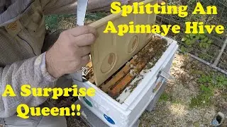 Splitting a Bee Hive in a Hive | A 'How I Do Production