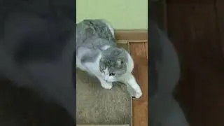 котик Эдик с мышкой