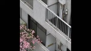 HASAMI group - カニ