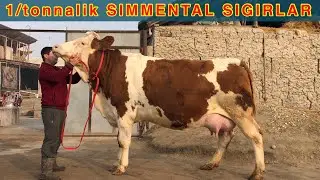 Paqir teshar SIGIRLAR KELDI: ☎️ +998 91-664-20-20. Gigand SIMMENTAL Sigirlar keldi