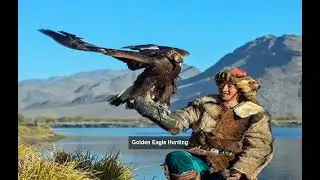 Golden Eagle Hunting  #eagles
