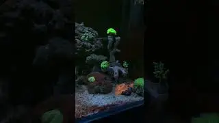 #night #reeftank