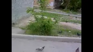 Голубь шарфик из хлеба или всё своё ношу с собой