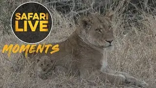 Amber Eyes Carries Cub