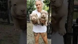 amazing females puppies american bully pocket for sale only 7weeks old. bigdogs România KENNEL Abkc