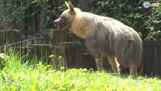 Funny Animals In zoo - Fluffies!