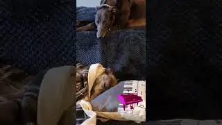 🐕 Greyhound's music 😂#greyhound