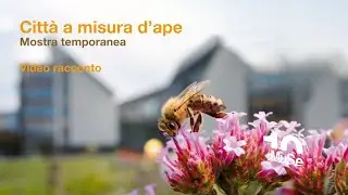 Città a misura d’ape. Alla ricerca di possibili equilibri - Mostra temporanea