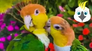 Веселі папужки - Funny parrots