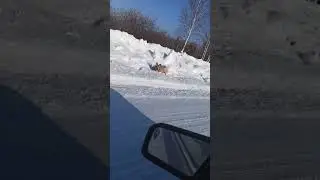 Вот так едешь с заявки и тебя встречает косуля.