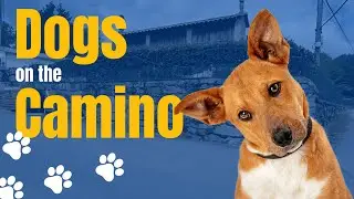 Dogs on the Camino de Santiago - Are you worried?