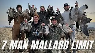 7 Man Limit of Mallards (Minnesota field hunting)