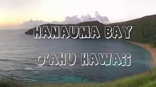Hanauma Bay Snokeling Tips - Fish - Sea Turtles
