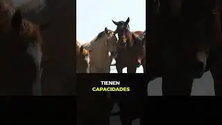 Los Caballos Podrían Ser Más Inteligentes de lo que Pensábamos 😧
