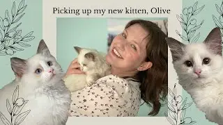 Picking up my Ragdoll Kitten, Olive!