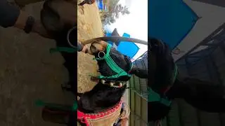 Innocent souls of Kedarnath #animals #yt #youtube #kedarnathtrek #uttarakhand #himalayas #explore