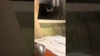 Study with cats - study with me 1 hour