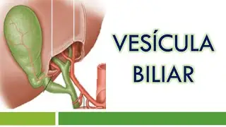 HISTOLOGÍA de la VESÍCULA BILIAR