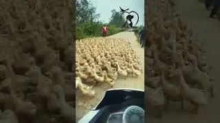 হাজার হাজার হাস কিভাবে রাস্তা পারাপার করে???🦆🦆🦆 