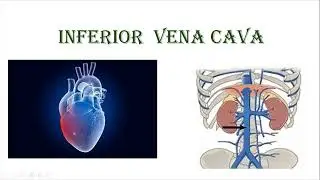 Venous system of the human body.