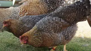 Холодец!!! Курица породы Билефельдер сделала свой выбор