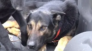 MY SHEPHERD KILLING MY NEIGHBOR'S CAT....CAN DOGS FEEL REMORSE OR SORROW?
