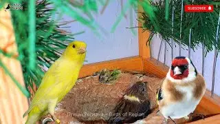 Гибрид щегла и канарейки. Разведение птиц, певчие птицы.