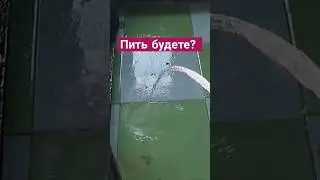 Любят попить водички из шланга. Мастино Наполитано Неаполитанский мастиф