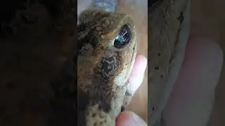 булочка жаба ага- жмяк- жмяк