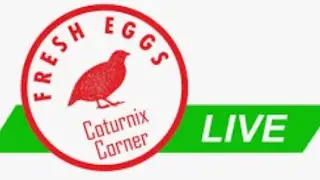 Coturnix Corner's Morning Musings