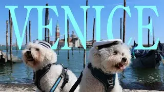 Bichon Road Trip: Venice