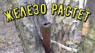 ЗДЕСЬ ЖЕЛЕЗО РАСТЕТ ПРЯМ ИЗ ДЕРЕВЬЕВ. коп металлолома.