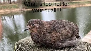What is too hot for your quail!!! Summer heat is here
