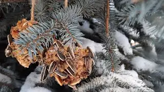 Кормушка для птиц🐦 так необходима холодной зимой ❄ 