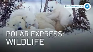 Arctic and Antarctic: Polar World | Full Wildlife Documentary