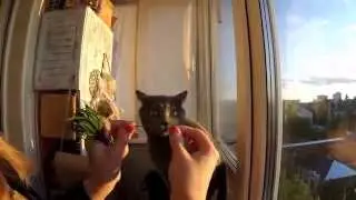 Кошка, которая любит травку