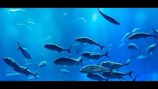 Рыба архитектор и его шедевры на морском дне