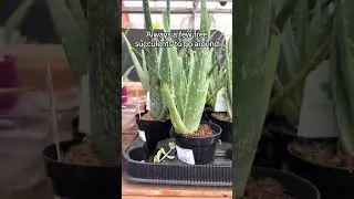 Any free plants from Home Depot? #plants #freeplants #proplifting