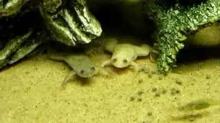 Juvenile African Clawed Frogs Eating