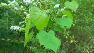 Spring 2022 chinese privet