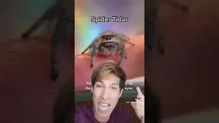 Macam mana Spider tidur?